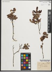 Foto von Salix myrtilloides L.
